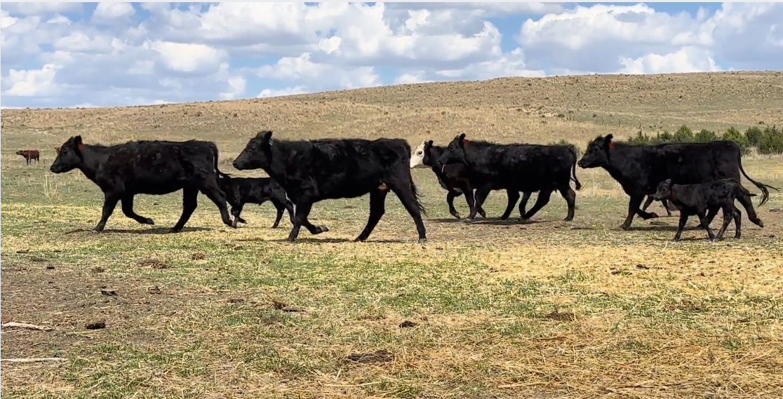 45 Black & BWF heifer pairs (1250 # pair) HP513B5